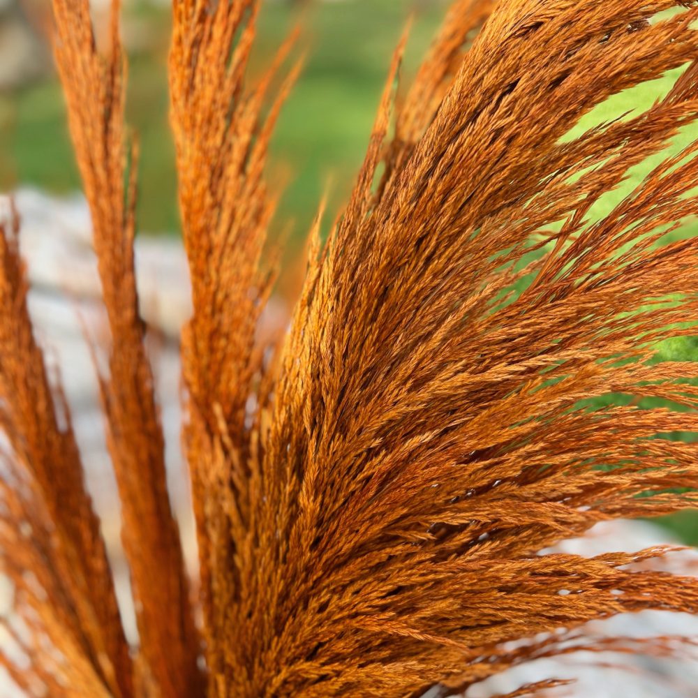 Pampas grass Aliana πορτοκαλί 110-120cm
