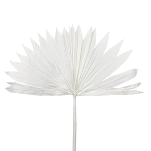 Φύλλο φοίνικα λευκό palm sun spear medium 50-60cm
