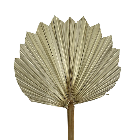 Φύλλο φοίνικα φυσικό palm spear cut medium 40-45cm