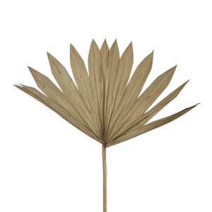 Φύλλο φοίνικα φυσικό palm sun spear medium 50-60cm