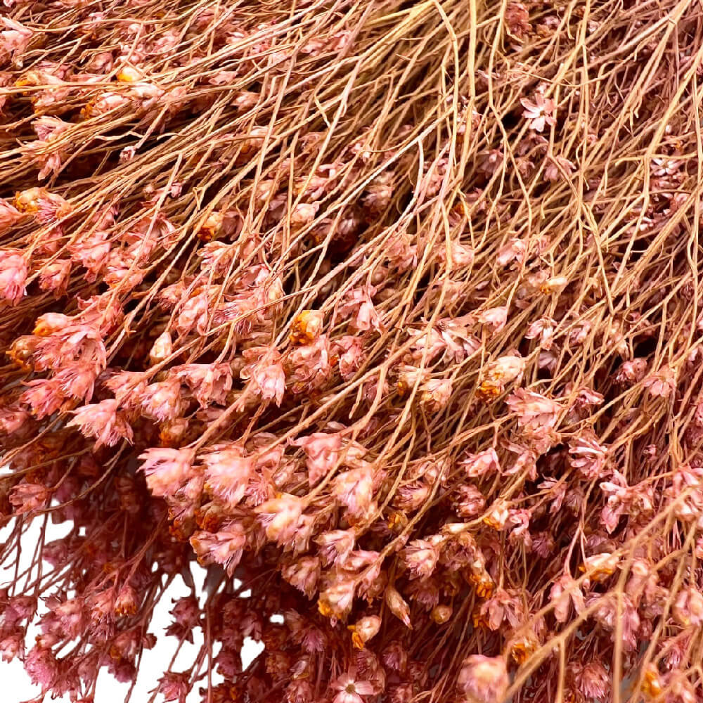 Broom bloom grass vintage ροζ