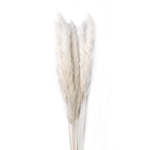 Pampas grass baby fluffy λευκό δέσμη 7 τμχ
