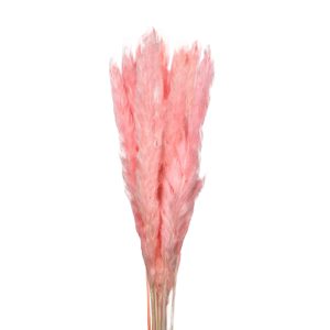 Pampas grass baby fluffy candy ροζ δέσμη 7 τμχ