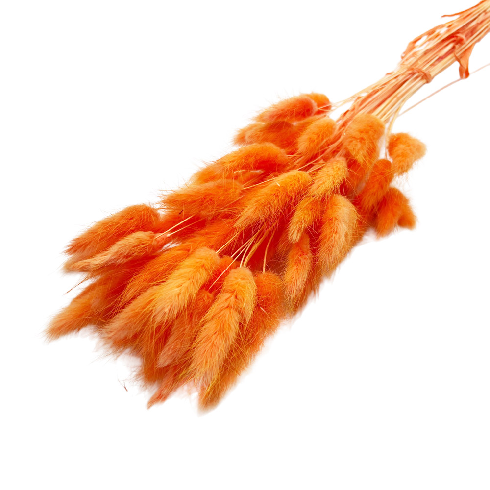 Bunny tails πορτοκαλί μπουκέτο 50-55 τμχ