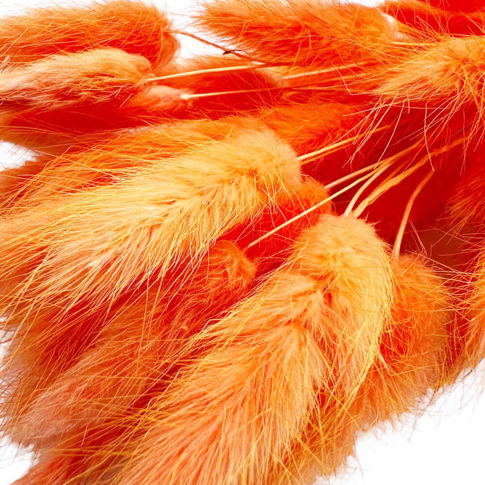 Bunny tails πορτοκαλί μπουκέτο 50-55 τμχ