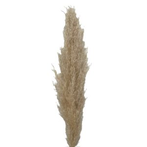 Pampas grass Evita φυσικό μπεζ 140-150cm με άνθος 55-65cm