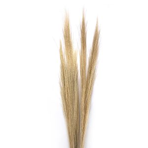 Palm broom grass date λευκό δέσμη 5 τμχ