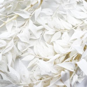 Ruscus φύλλα λευκά αποχυμωμένα δέσμη 3τμχ