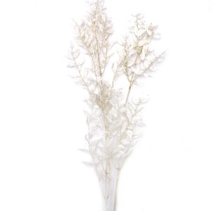 Ruscus φύλλα λευκά δέσμη 3 τμχ