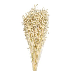 Linum flax μπουκέτο λευκό