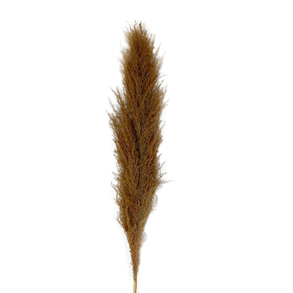 Pampas grass Aliana ανοιxτό πορτοκαλί 110-120cm