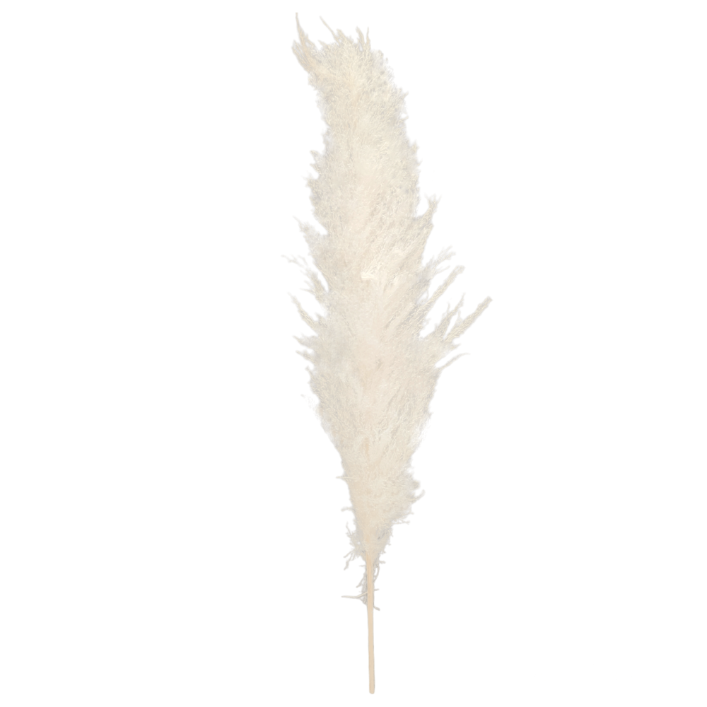 Pampas grass Milana fluffy λευκό 120cm