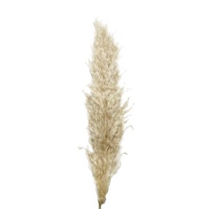 Pampas grass Isabella fluffy φυσικό μπεζ 70-80cm με άνθος 50-60cm