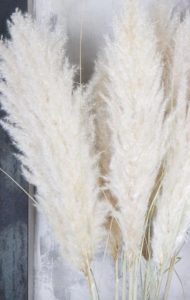 Pampas grass Adaline fluffy φυσικό μπεζ 100-110cm με άνθος 35-45cm