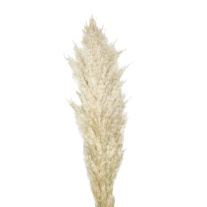 Pampas grass Carmen fluffy φυσικό μπεζ 110-115cm με άνθος 55-65cm