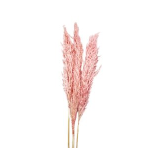 Pampas grass mini candy ροζ δέσμη 3 τμχ