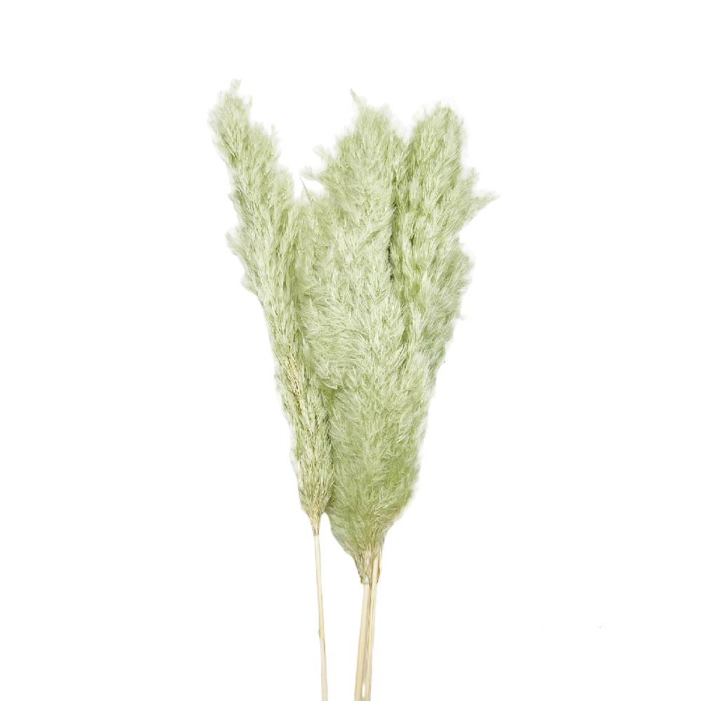Pampas grass mini φυστικί δέσμη 3 τμχ