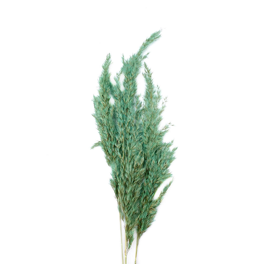 Pampas grass mini mint 70cm 3/τεμ