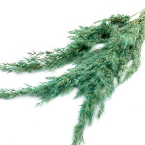 Pampas grass mini mint 70cm 3/τεμ