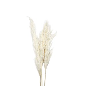 Pampas grass mini λευκό δέσμη 3 τμχ