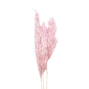 Pampas grass mini ανοιχτό ροζ δέσμη 3 τμχ