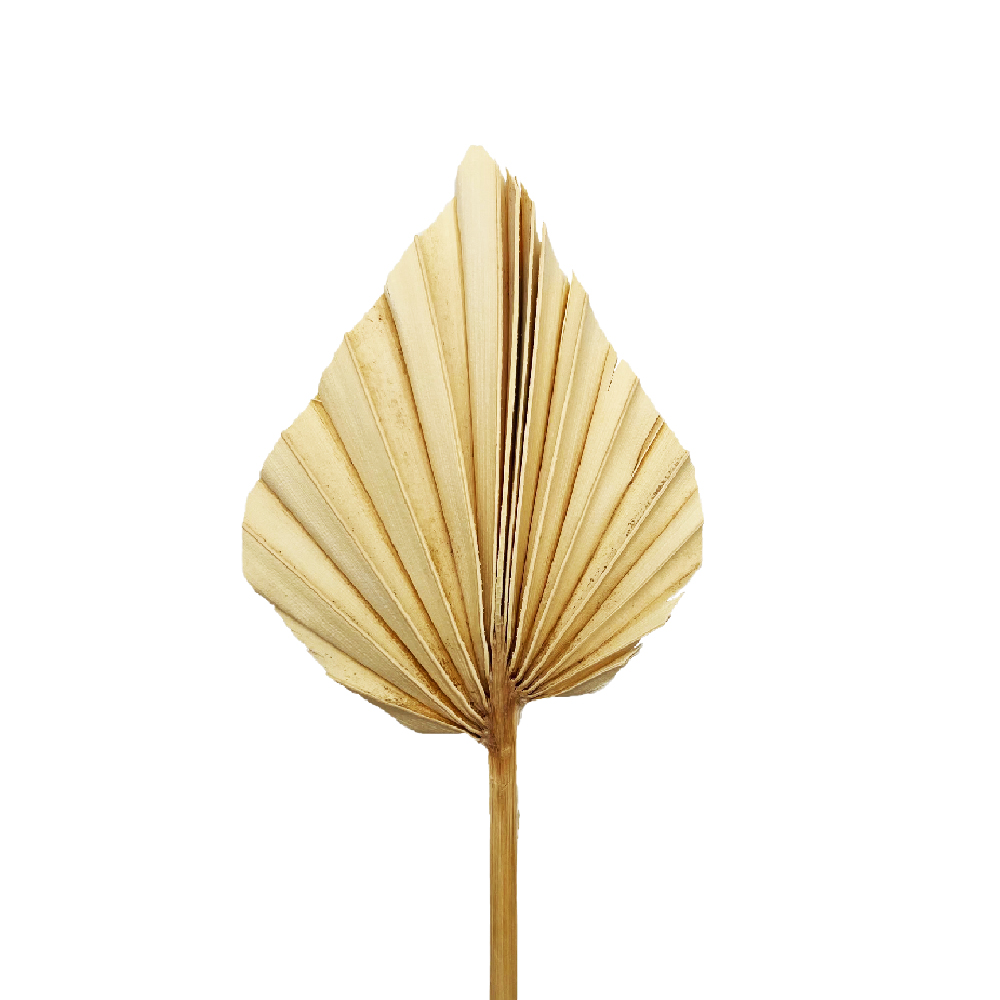 Φύλλο φοίνικα μπεζ palm spear mini 35-40cm