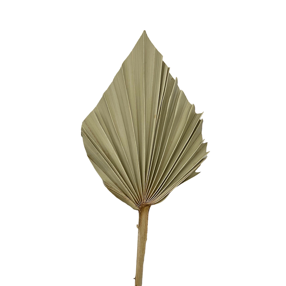 Φύλλο φοίνικα φυσικό palm spear small 40-50cm
