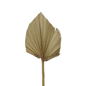 Φύλλο φοίνικα φυσικό palm spear mini 35-40cm