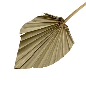 Φύλλο φοίνικα φυσικό palm spear mini 35-40cm