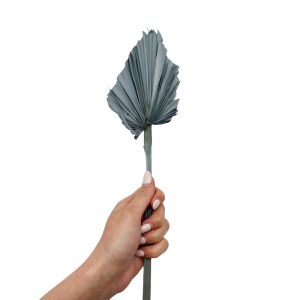 Φύλλο φοίνικα μπλε-γκρι palm spear small 35-40cm