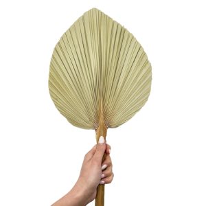 Φύλλο φοίνικα φυσικό palm spear large 60-65cm