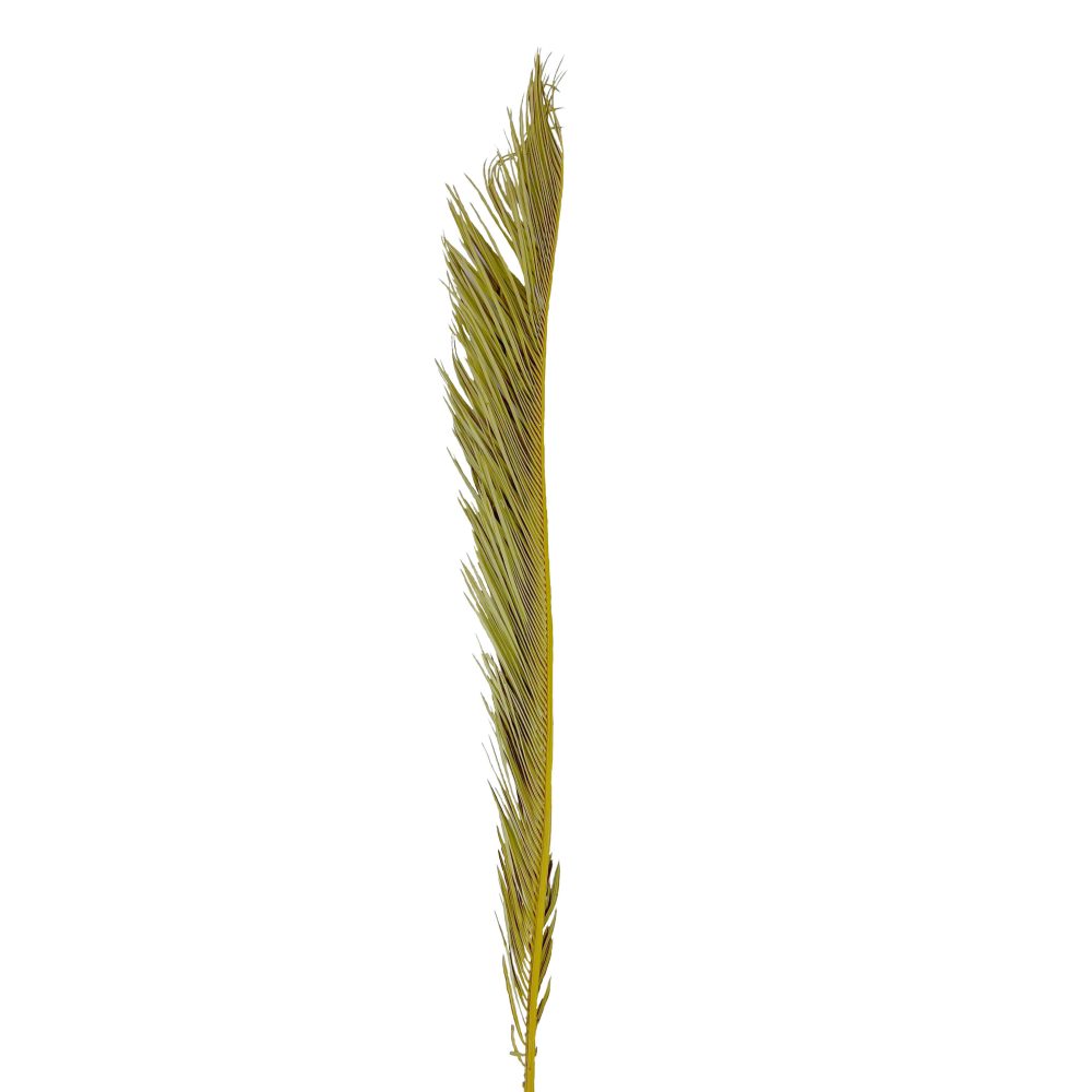 Φύλλο φοίνικα φυσικό sago palm large 85-100cm