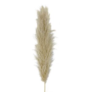 Pampas grass Leanna fluffy M φυσικό μπεζ 115-120cm με άνθος 60-70cm