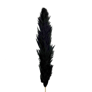 Pampas grass dadang μαύρο 110cm με άνθος 70-80cm