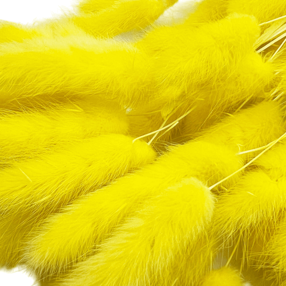 Bunny tails έντονο κίτρινο μπουκέτο 50-55 τμχ